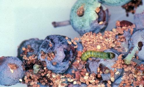 fruitworm larvae inside blueberries