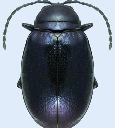 black grape flea beetle 