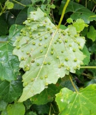 Small green bumps on grape leaves