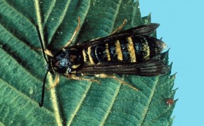 black and yellow stripped raspberry crown borer