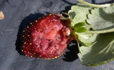 feeding damage on a strawberry caused by sap beetle