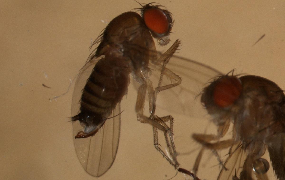 Spotted wing drosophila adult with red eyes