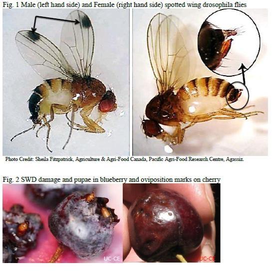 comparison of male and female spottedwing drosophila 