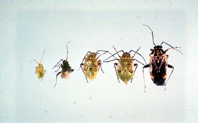 life stages of the tarnished plant bug