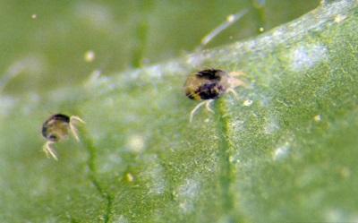 closeup of two spotted spider mite