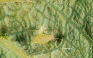 small green strawberry aphid