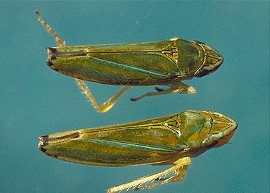 leafhopper examples