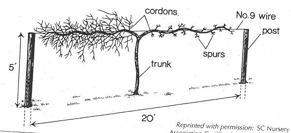 grape pruning illustration