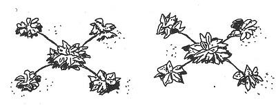 illustration of the matted row strawberry planting system