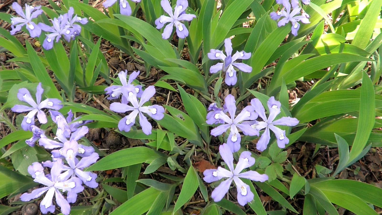 iris cristata groundcover