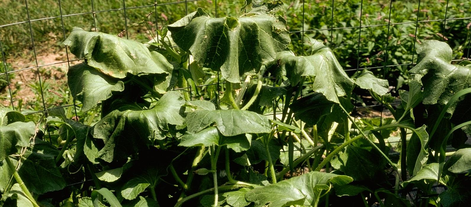 wilting of vegetable plants | university of maryland extension