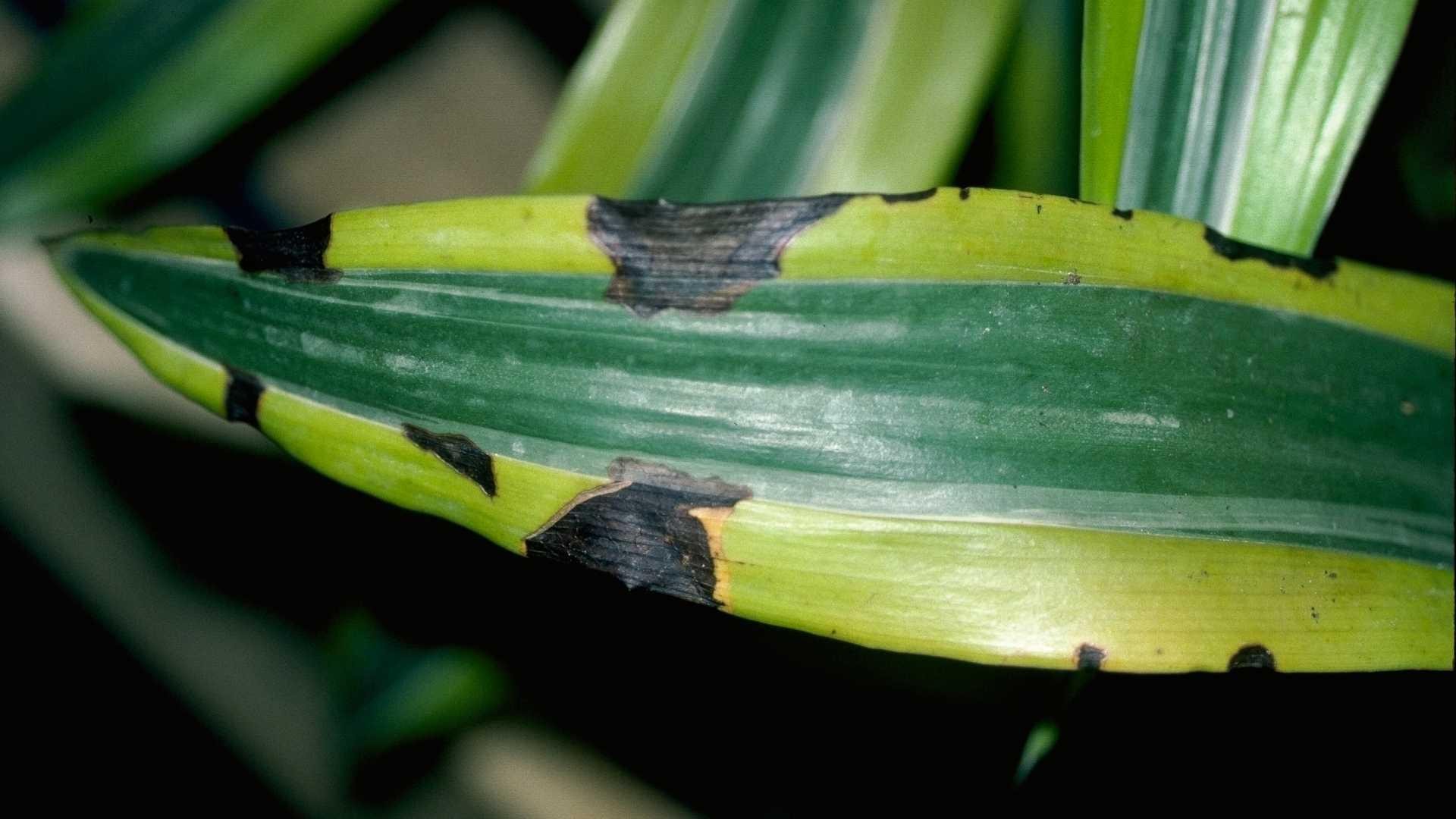 Bacterial leaf spot on dracaena