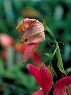 Botrytis on disa orchid flower