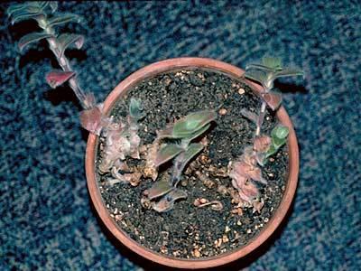 Crown rot on indoor plants