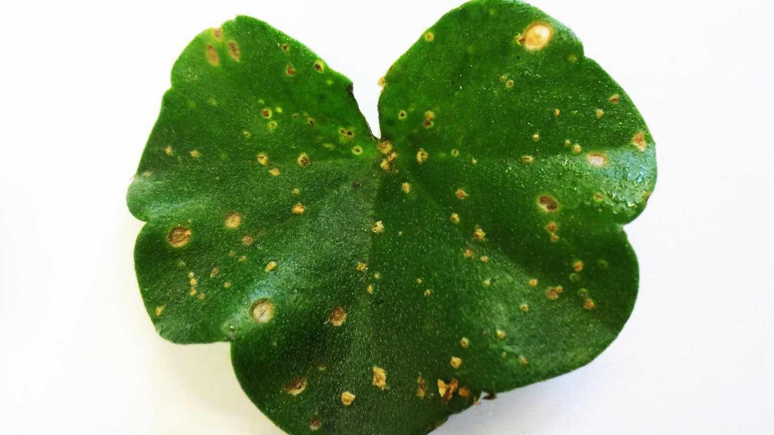 upper surface of geranium leaf with edema 