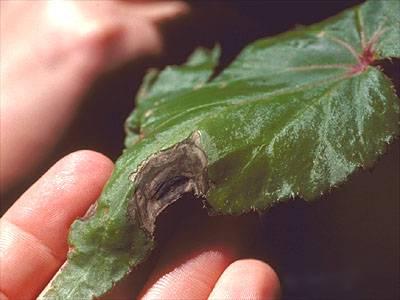 Leafspot on tuberous begonia