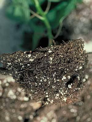 Root rot on poinsettia root system