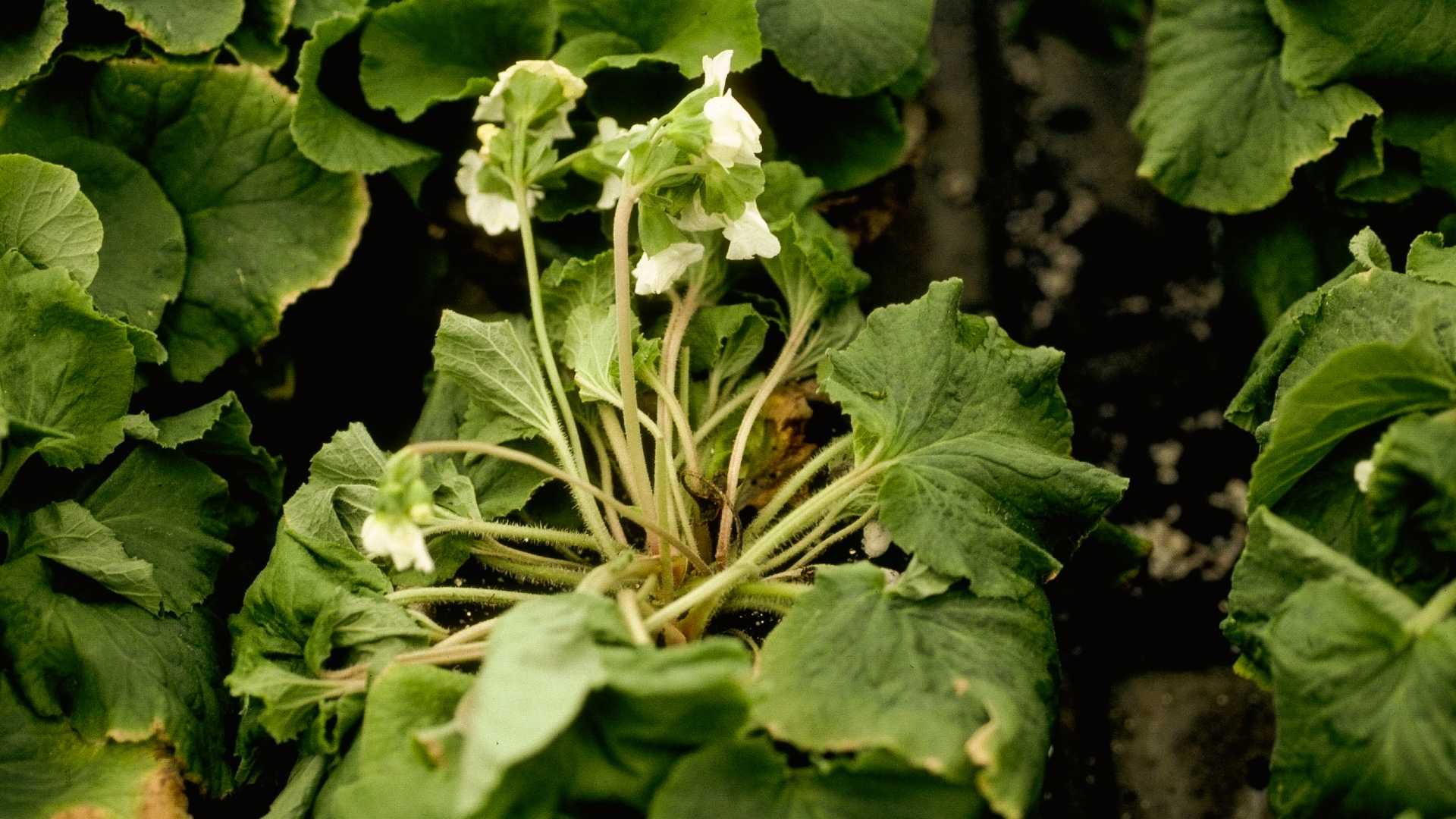 Primula wilting due to virus or root rot