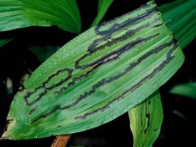 Virus symptoms on orchid leaves