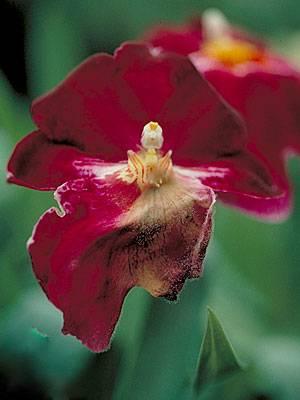 Botrytis on miltonia orchid flower
