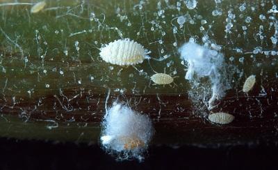 closeup of mealybugs