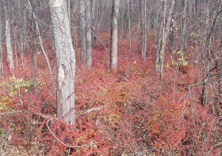 infestation of barberry in forest