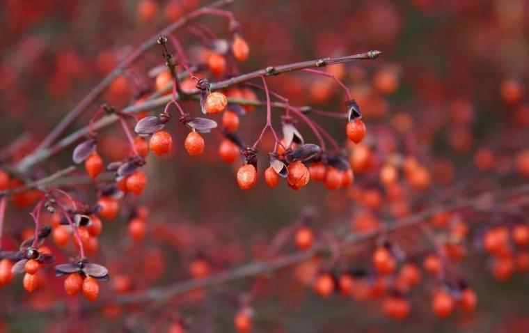 berries of burning bush