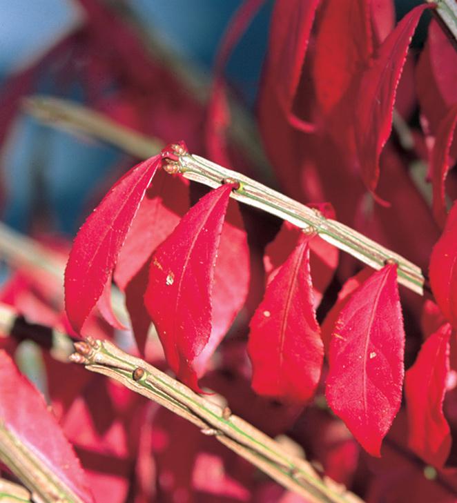 corky stems of burning bush