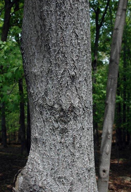 bark of princess tree