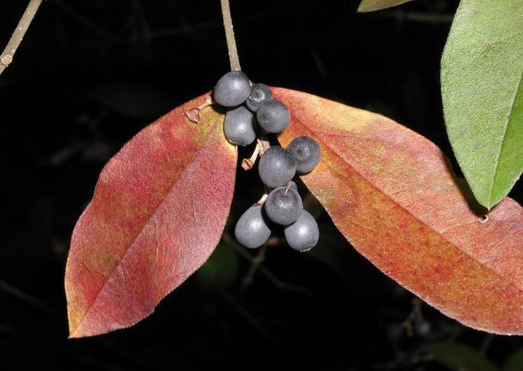 drupes of privet