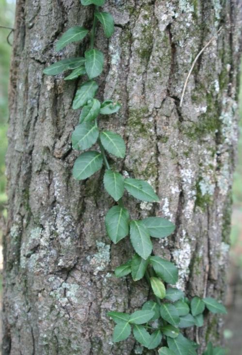 Image of Wintercreeper vine