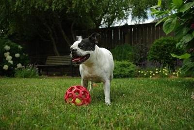 little dog with ball on lawn
