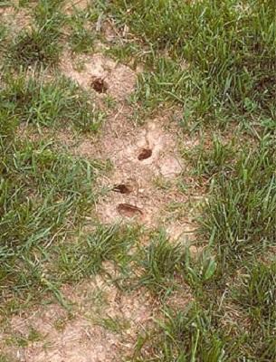 tunnels in a lawn made by voles