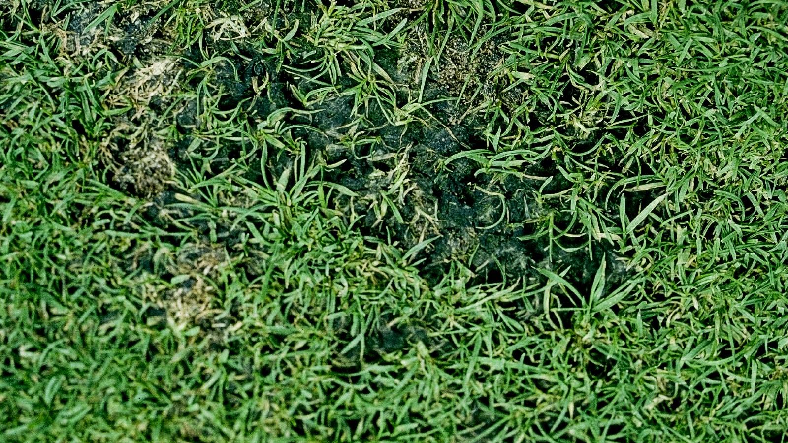 algae growth in turf