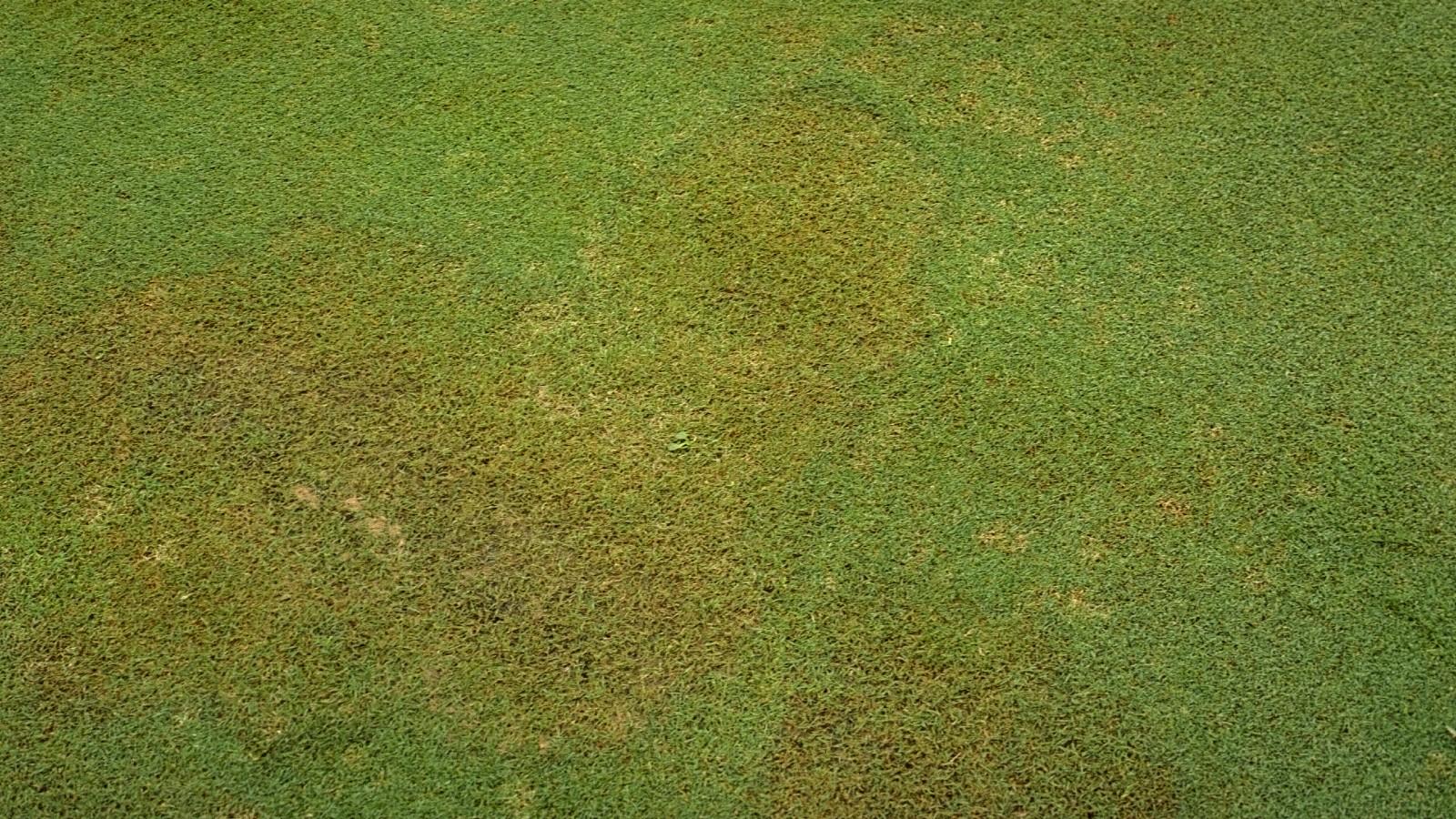 halo symptoms of brown patch on turf