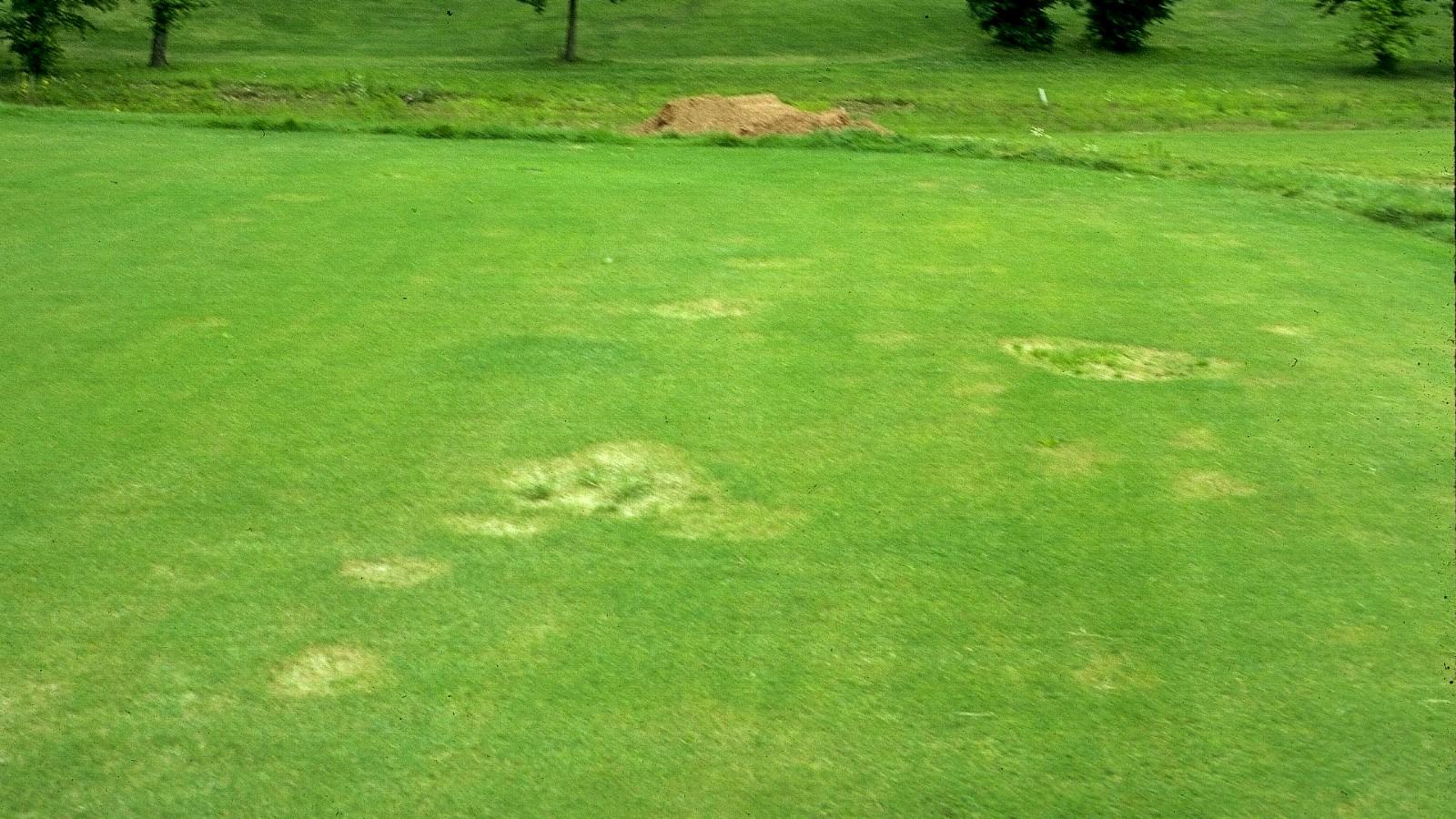 chinch bug damage on lawns