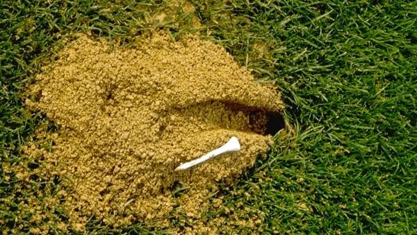 cicada killer wasp hole in soil