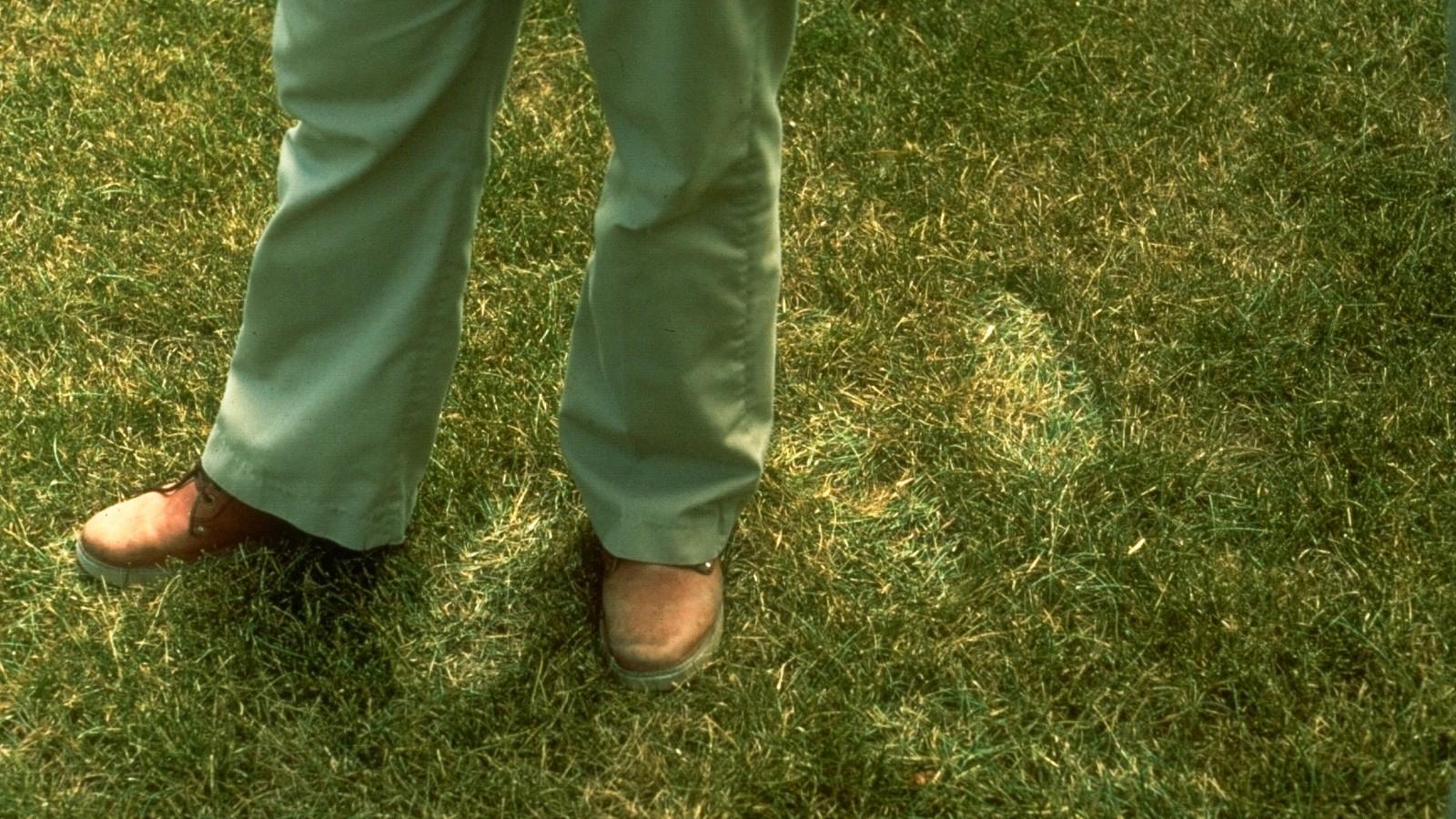 footprints on drought stressed lawn