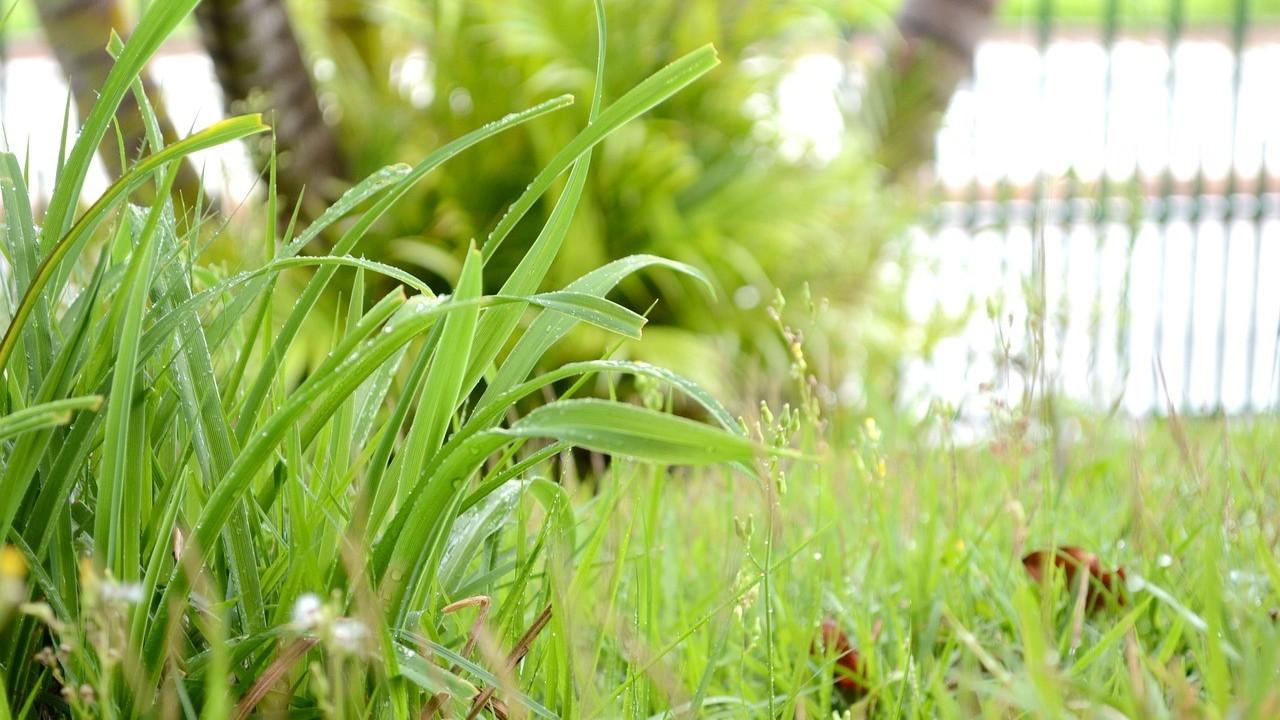 grass in landscape