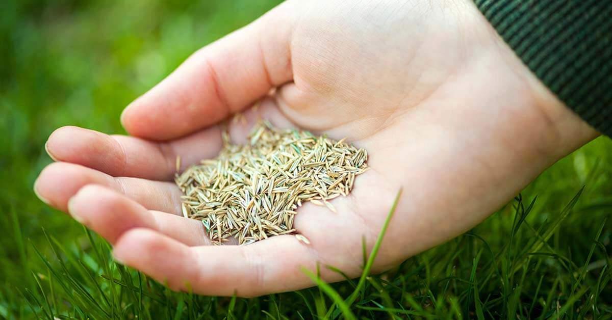 grass seed in palm of hand