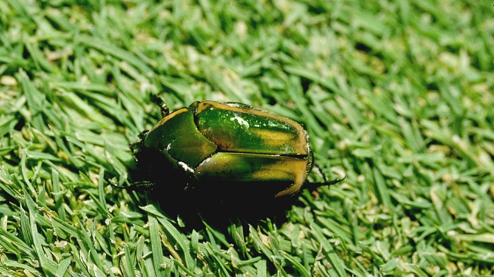 green June beetle adult