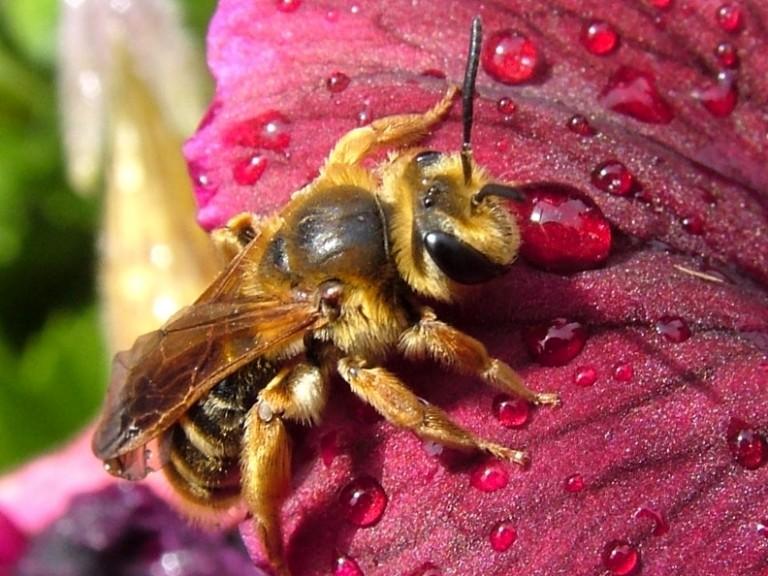 types of ground bees