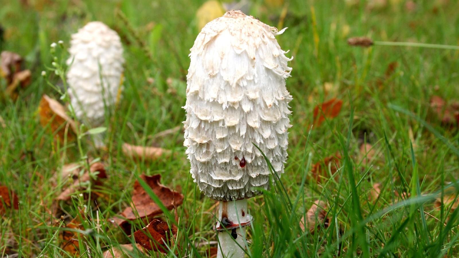 mushrooms in lawns