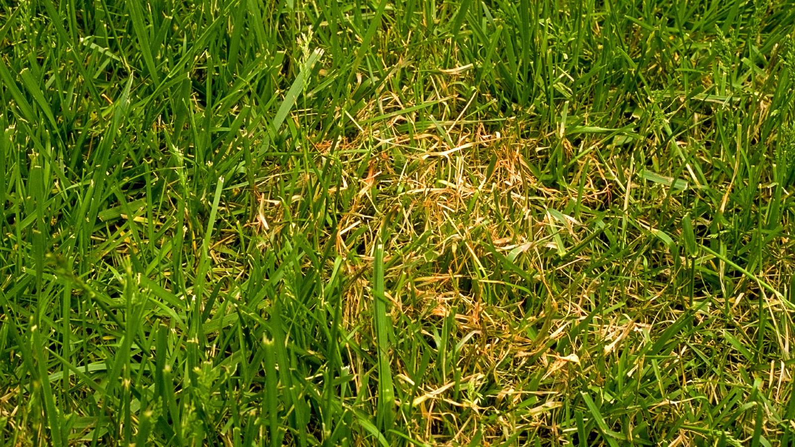 red thread disease on fescue lawn