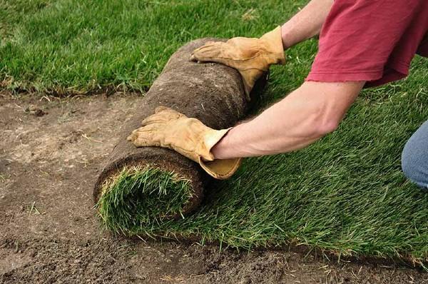 rolling up strips of sod