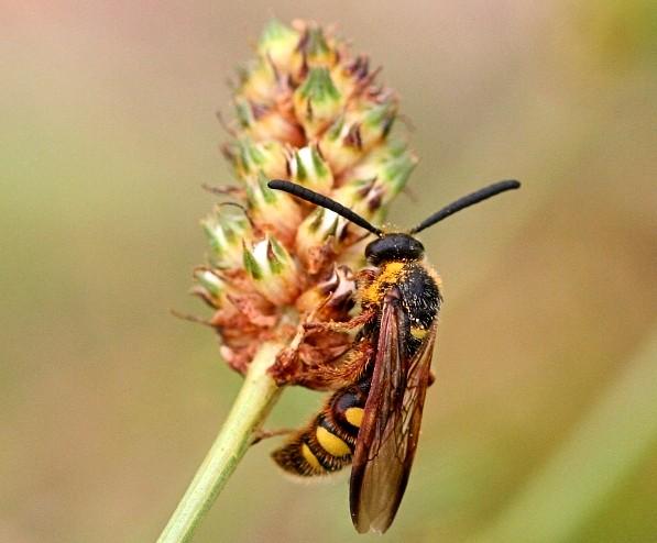 scollid wasp