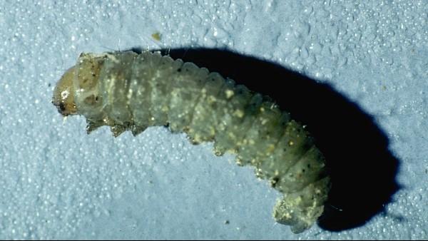 sod webworm larvae