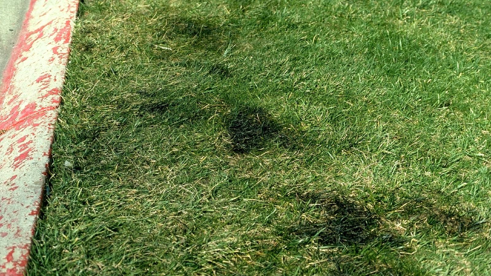 lawn damaged by oil spill