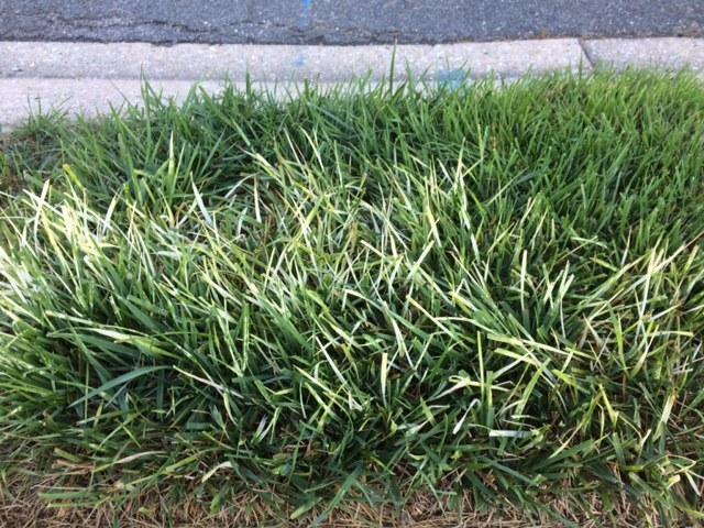 herbicide damaged lawn