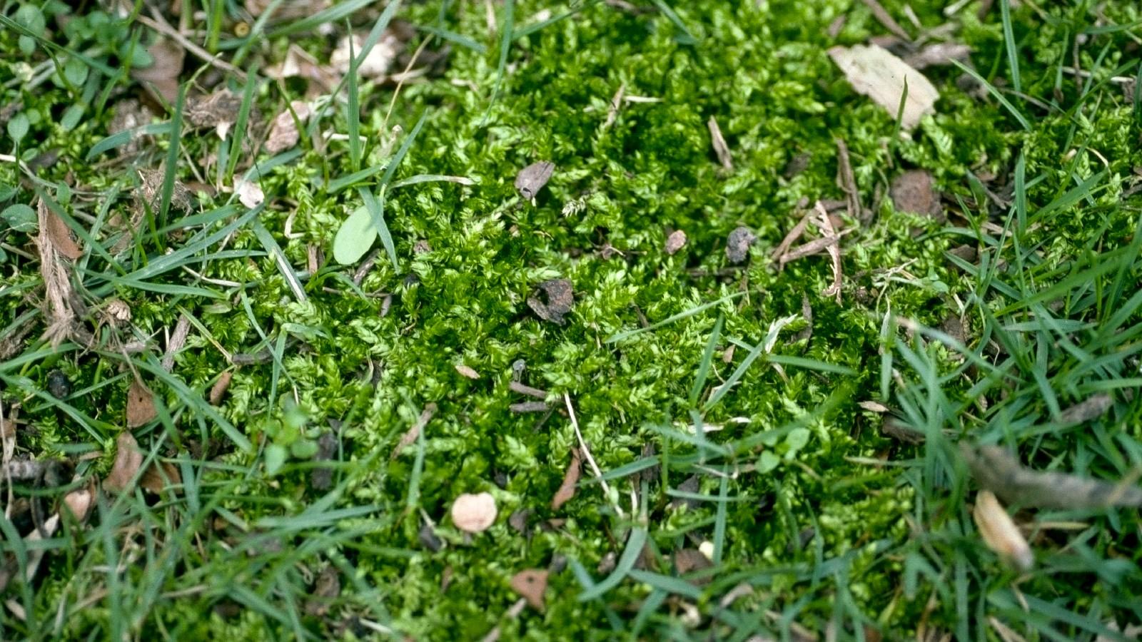 undesirable moss in lawn